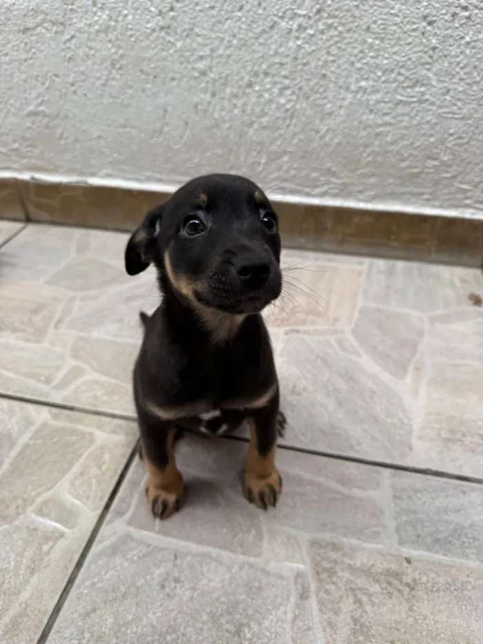 Cachorro ra a SRD-ViraLata idade Abaixo de 2 meses nome Bernardo 