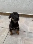 Bernardo