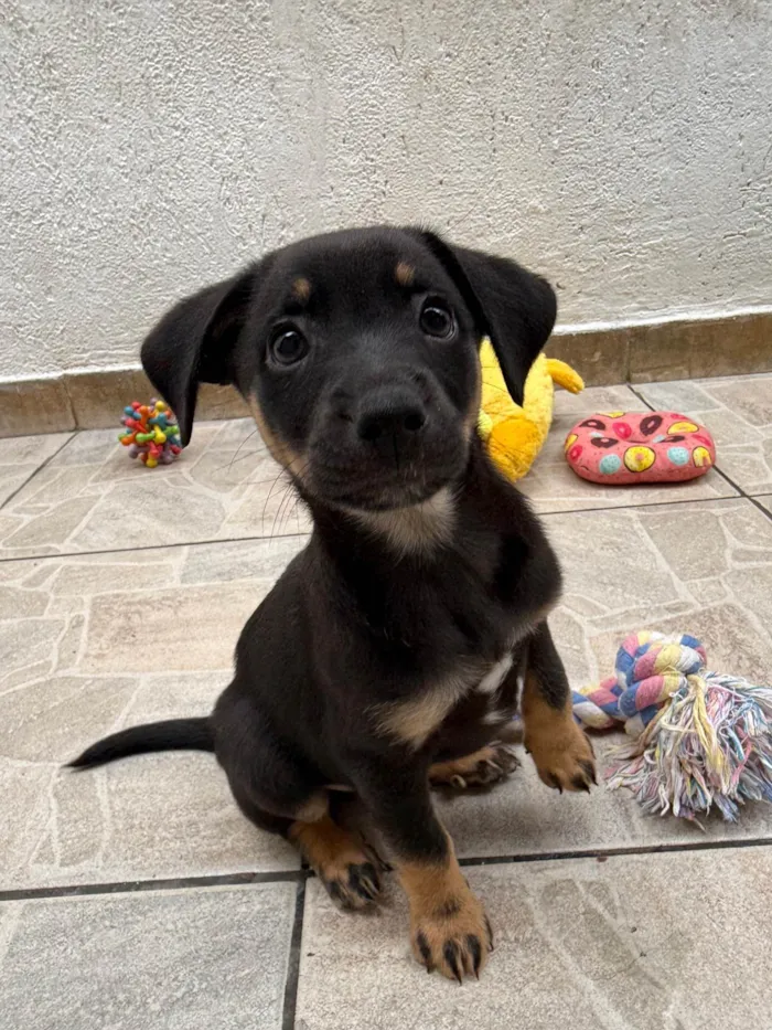 Cachorro ra a SRD-ViraLata idade Abaixo de 2 meses nome Bernardo 