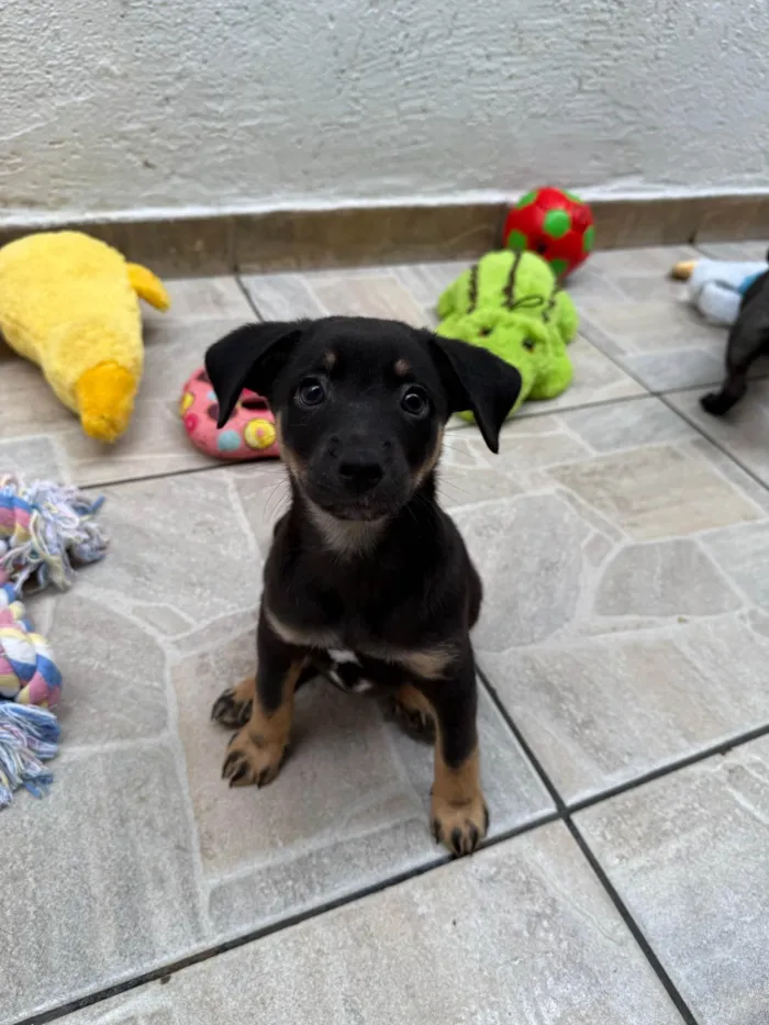Cachorro ra a SRD-ViraLata idade Abaixo de 2 meses nome Bernardo 