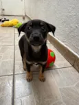 Bernardo
