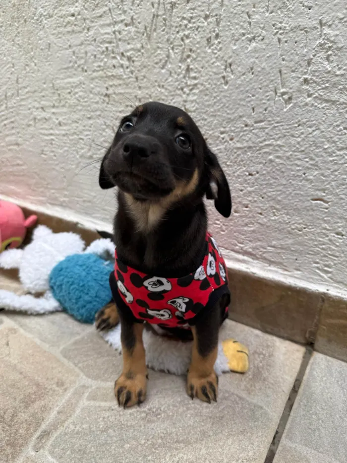 Cachorro ra a SRD-ViraLata idade Abaixo de 2 meses nome Bernardo 