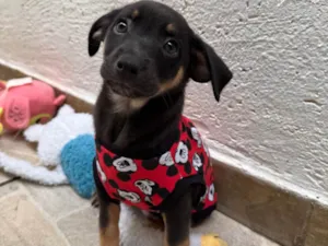 Cachorro raça SRD-ViraLata idade Abaixo de 2 meses nome Bernardo 