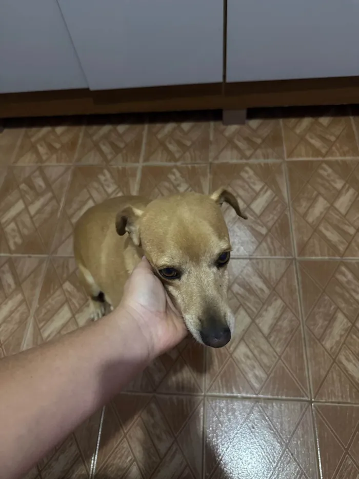 Cachorro ra a SRD-ViraLata idade 4 anos nome Tedy