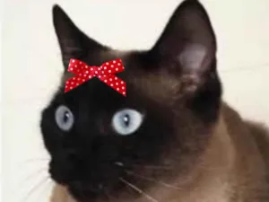 Gato raça Siamês idade 3 anos nome Leia 