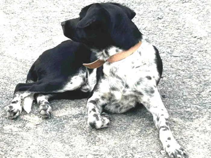 Cachorro ra a SRD-ViraLata idade 1 ano nome Sem Nome