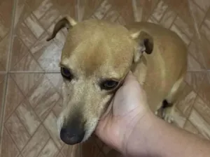 Cachorro raça SRD-ViraLata idade 4 anos nome Tedy