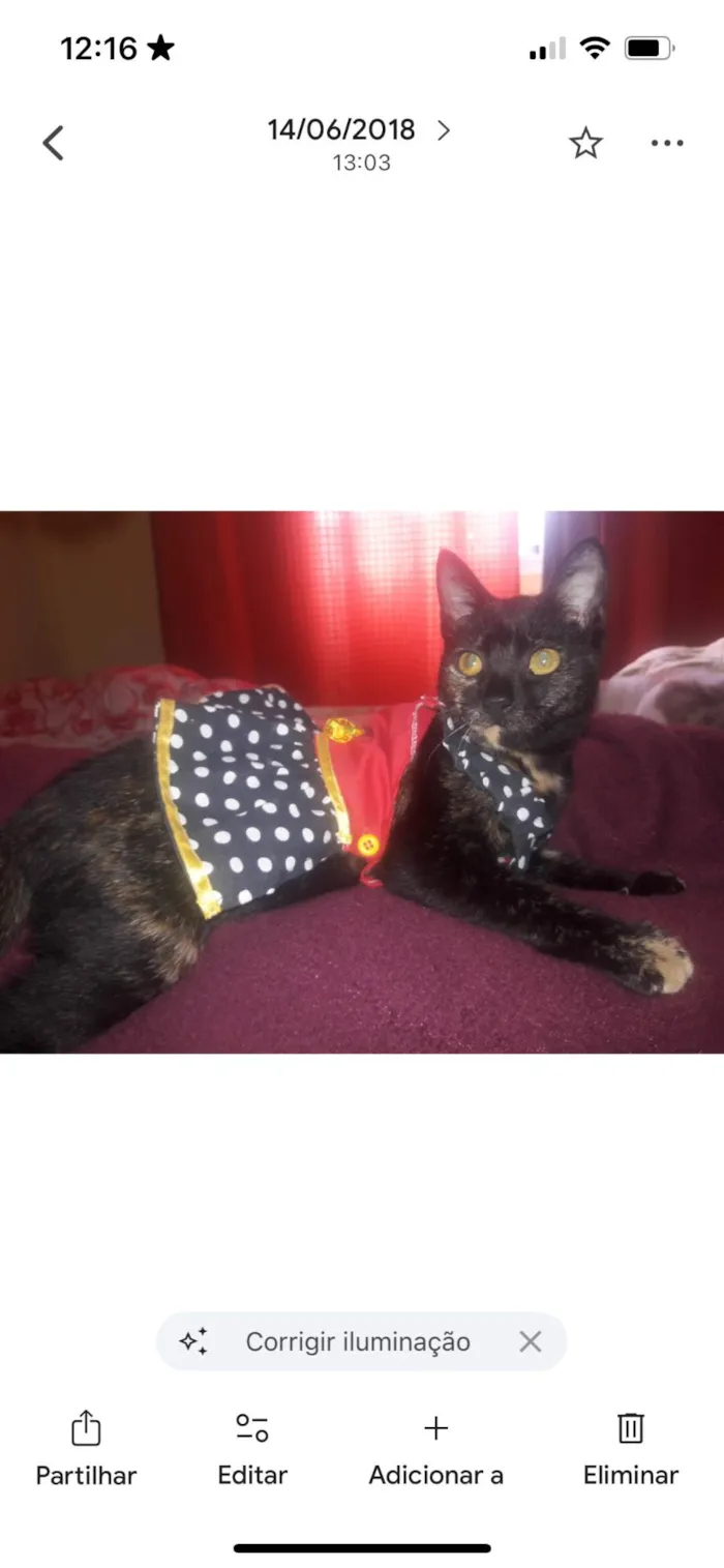 Gato ra a SRD-ViraLata idade 6 ou mais anos nome Tita