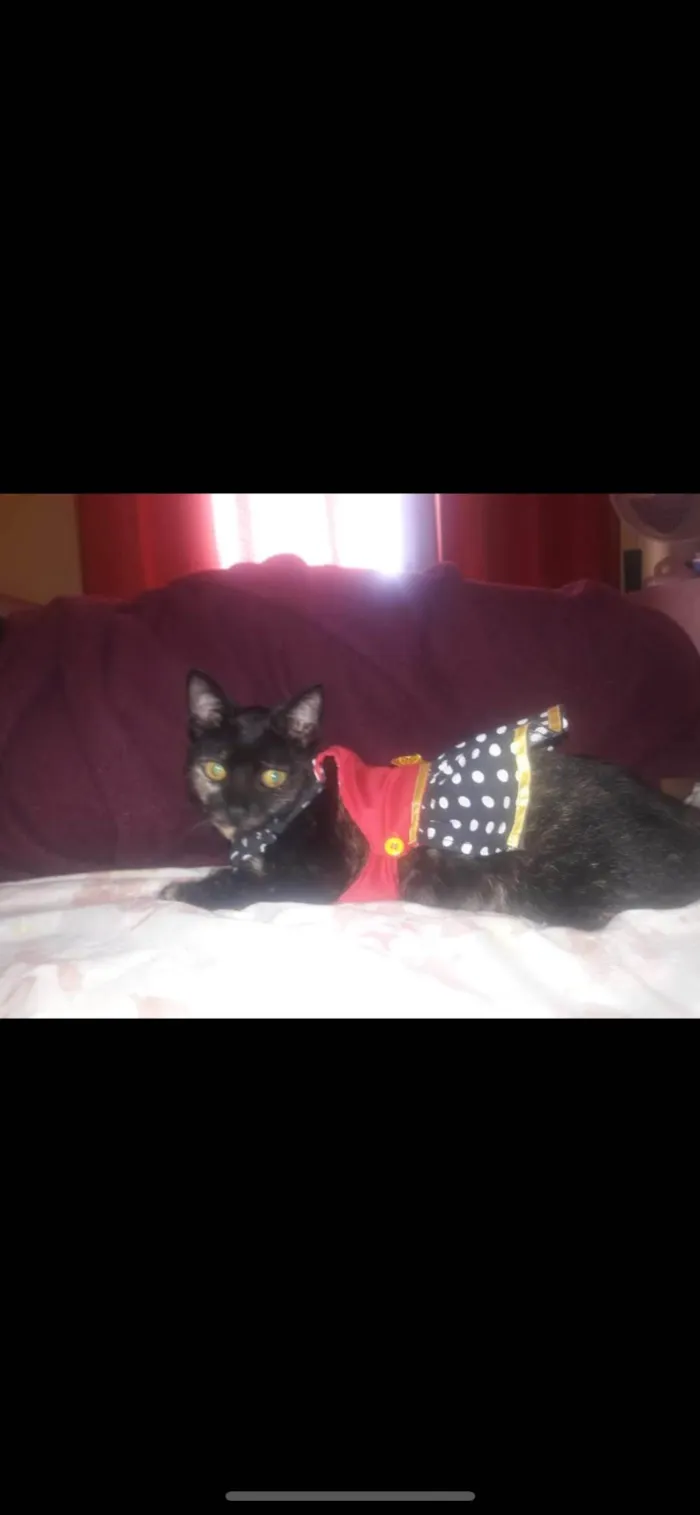 Gato ra a SRD-ViraLata idade 6 ou mais anos nome Tita