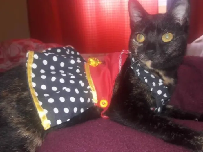Gato ra a SRD-ViraLata idade 6 ou mais anos nome Tita