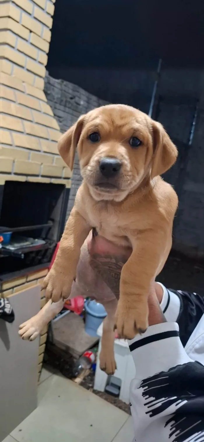 Cachorro ra a SRD-ViraLata idade 2 a 6 meses nome sem nome