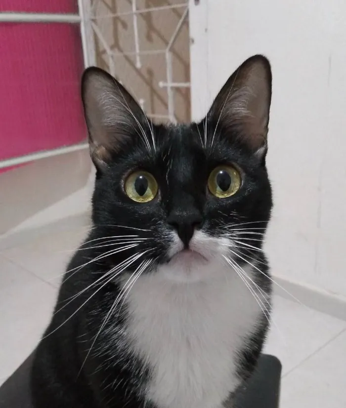 Gato ra a SRD-ViraLata idade 5 anos nome Alice