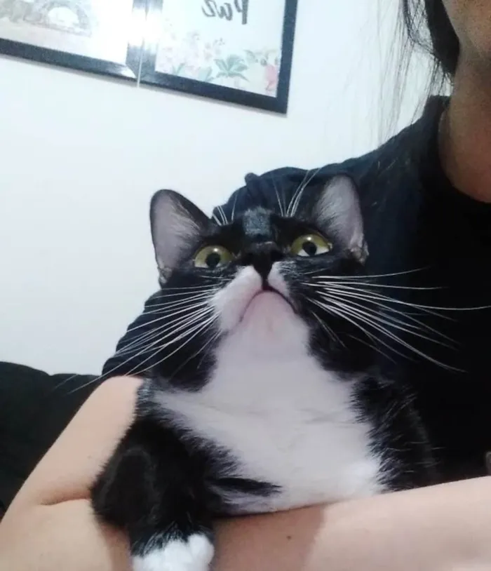Gato ra a SRD-ViraLata idade 5 anos nome Alice