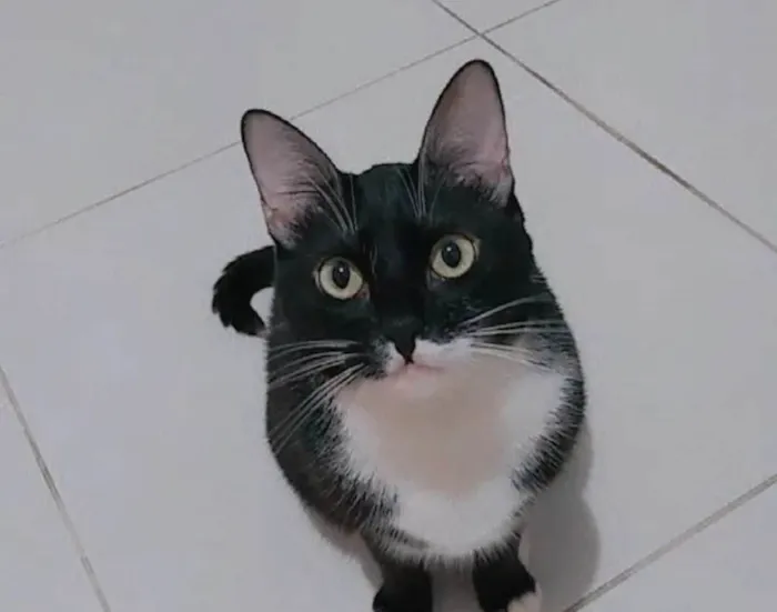 Gato ra a SRD-ViraLata idade 5 anos nome Alice