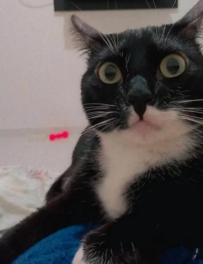 Gato ra a SRD-ViraLata idade 5 anos nome Alice