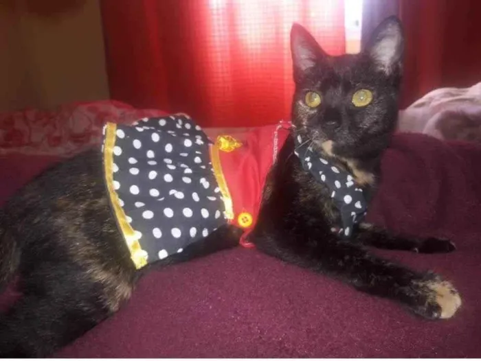 Gato ra a SRD-ViraLata idade 6 ou mais anos nome Tita