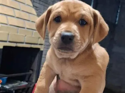 Cachorro raça SRD-ViraLata idade 2 a 6 meses nome sem nome