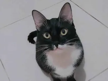 Gato raça SRD-ViraLata idade 5 anos nome Alice