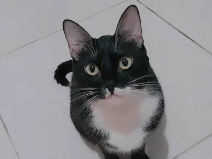 Gato ra a SRD-ViraLata idade 5 anos nome Alice
