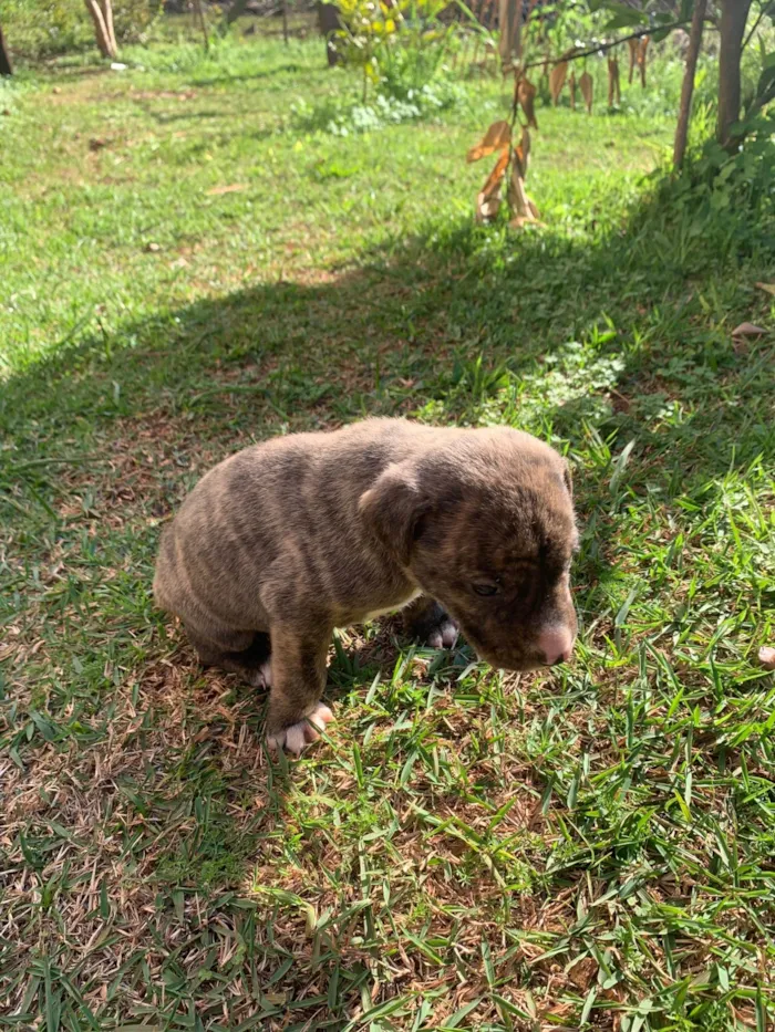 Cachorro ra a Perdigueiro idade Abaixo de 2 meses nome Sem nome 