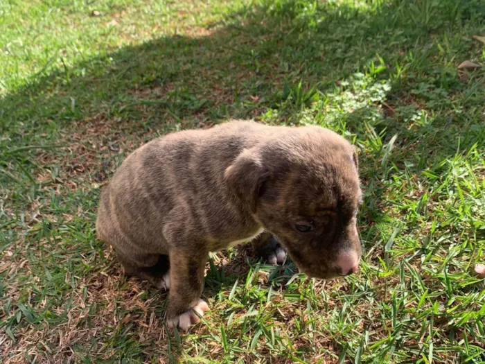 Cachorro ra a Perdigueiro idade Abaixo de 2 meses nome Sem nome 