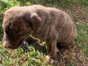 Cachorro raça Perdigueiro idade Abaixo de 2 meses nome Sem nome 