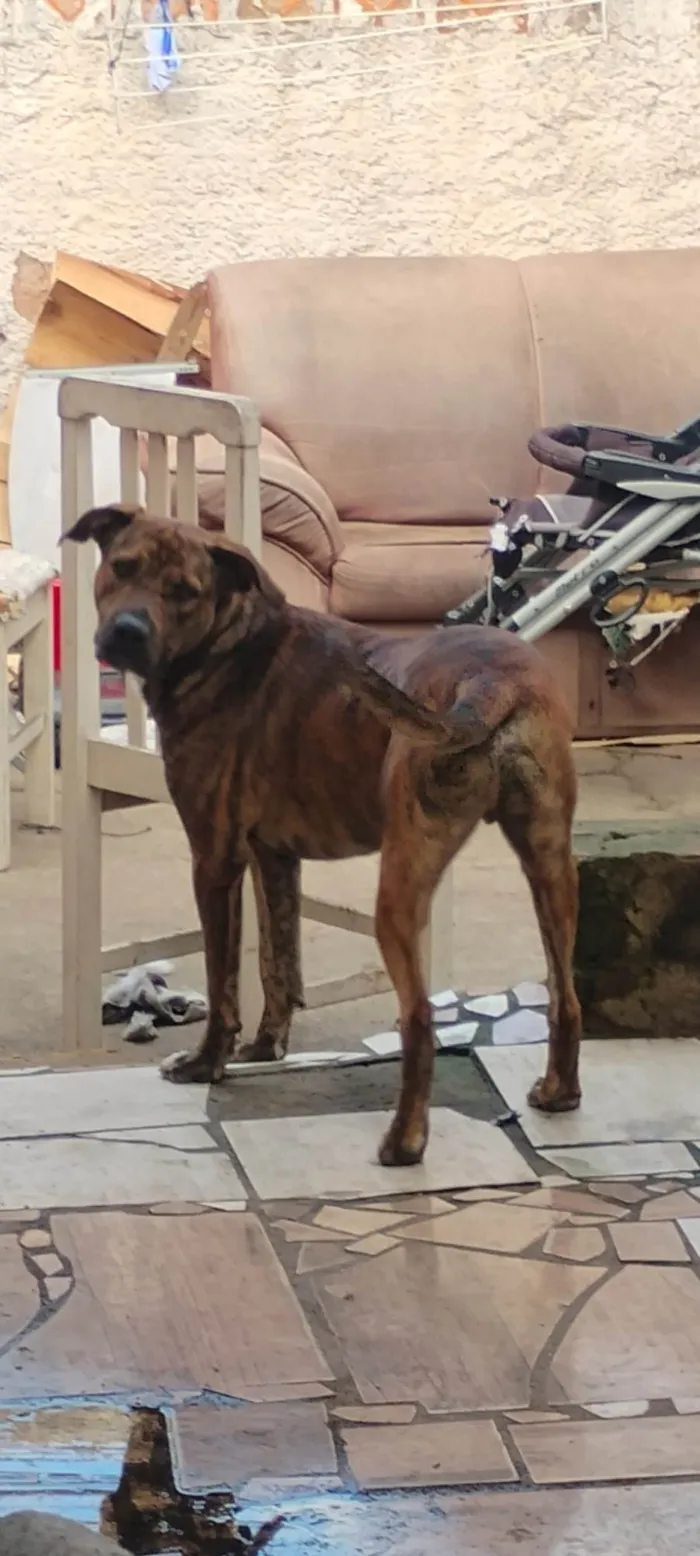 Cachorro ra a Labrador idade 7 a 11 meses nome Marlei