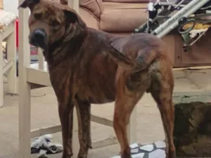 Cachorro raça Labrador idade 7 a 11 meses nome Marlei