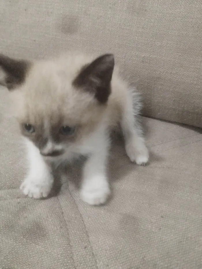 Gato ra a SRD-ViraLata idade 2 a 6 meses nome Filhotes para adoção