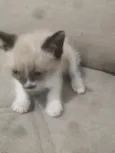 Filhotes para adoção