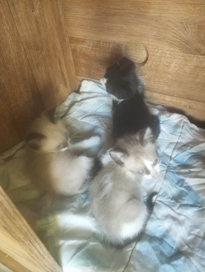 Gato ra a SRD-ViraLata idade 2 a 6 meses nome Filhotes para adoção