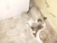 Filhotes para adoção