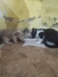Filhotes para adoção