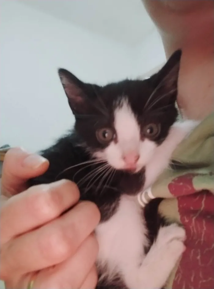 Gato ra a SRD-ViraLata idade 2 a 6 meses nome Filhotes para adoção