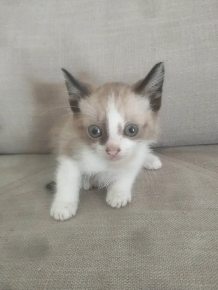 Gato ra a SRD-ViraLata idade 2 a 6 meses nome Filhotes para adoção