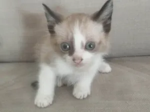 Gato raça SRD-ViraLata idade 2 a 6 meses nome Filhotes para adoção
