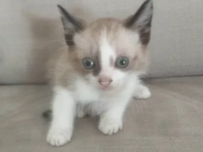 Gato raça SRD-ViraLata idade 2 a 6 meses nome Filhotes para adoção