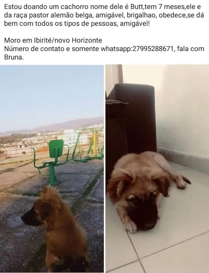 Cachorro ra a Dogue Alemão idade 7 a 11 meses nome Butt 