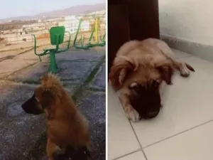 Cachorro raça Dogue Alemão idade 7 a 11 meses nome Butt 