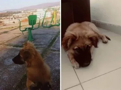 Cachorro raça Dogue Alemão idade 7 a 11 meses nome Butt 
