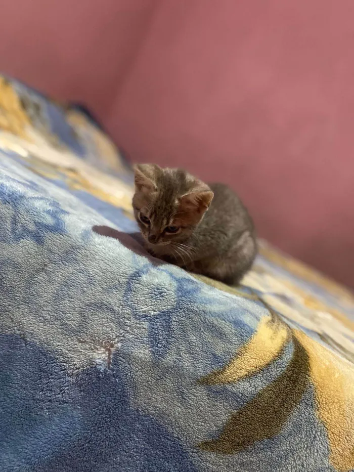 Gato ra a SRD-ViraLata idade Abaixo de 2 meses nome Irmãs tigradinhas