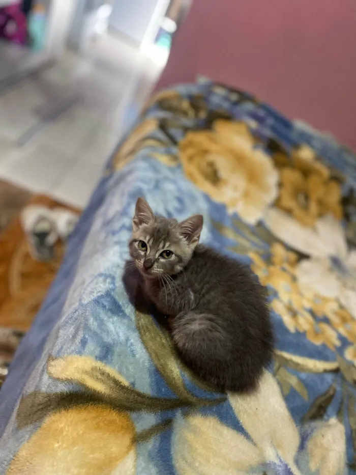 Gato ra a SRD-ViraLata idade Abaixo de 2 meses nome Irmãs tigradinhas