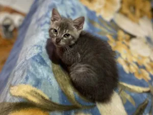 Gato raça SRD-ViraLata idade Abaixo de 2 meses nome Irmãs tigradinhas