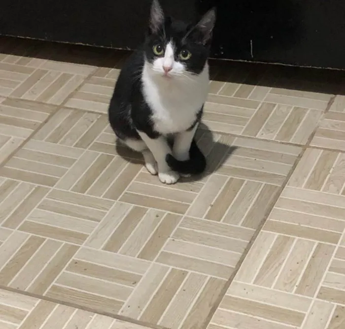 Gato ra a SRD-ViraLata idade 2 a 6 meses nome Frajola