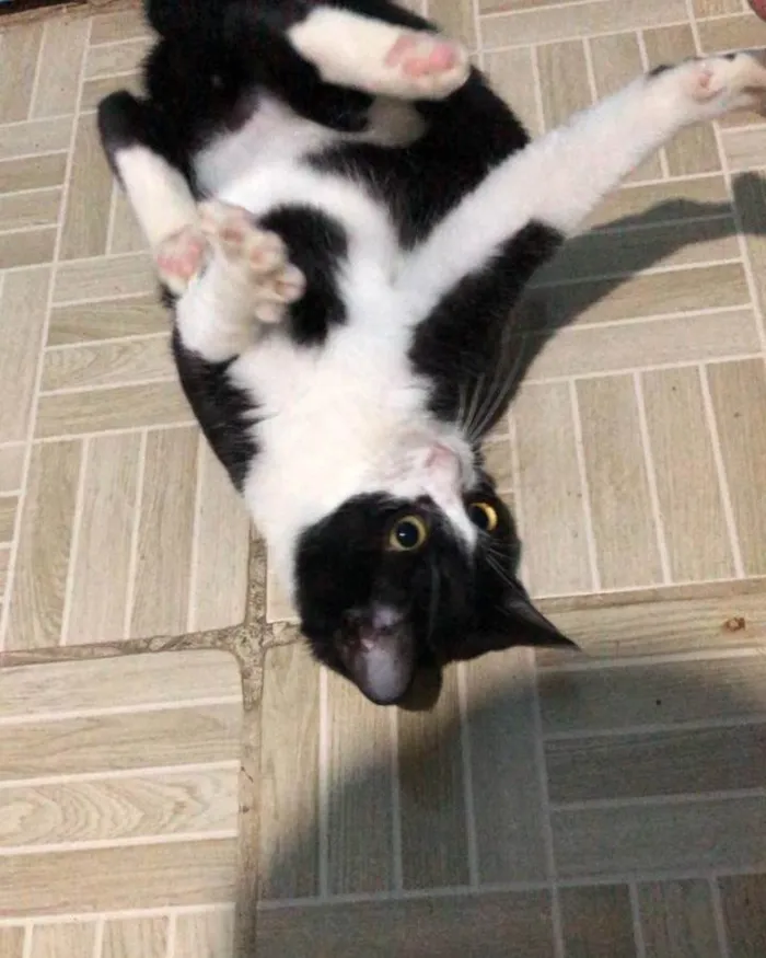 Gato ra a SRD-ViraLata idade 2 a 6 meses nome Frajola