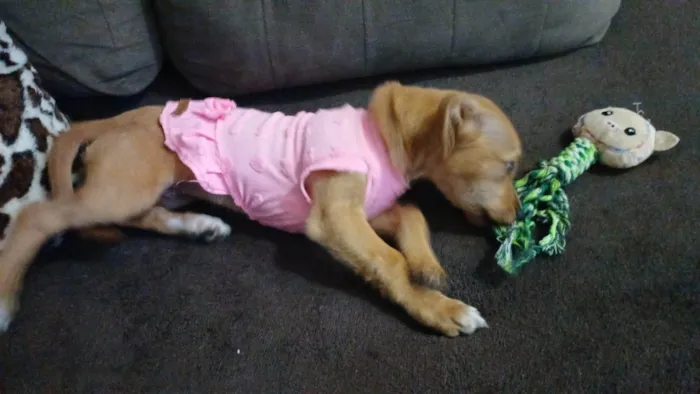 Cachorro ra a SRD-ViraLata idade 2 a 6 meses nome Caramelinha