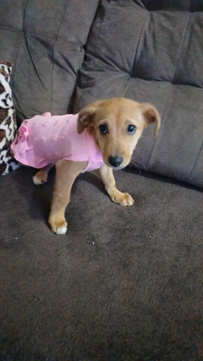 Cachorro ra a SRD-ViraLata idade 2 a 6 meses nome Caramelinha