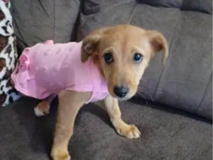 Cachorro raça SRD-ViraLata idade 2 a 6 meses nome Caramelinha