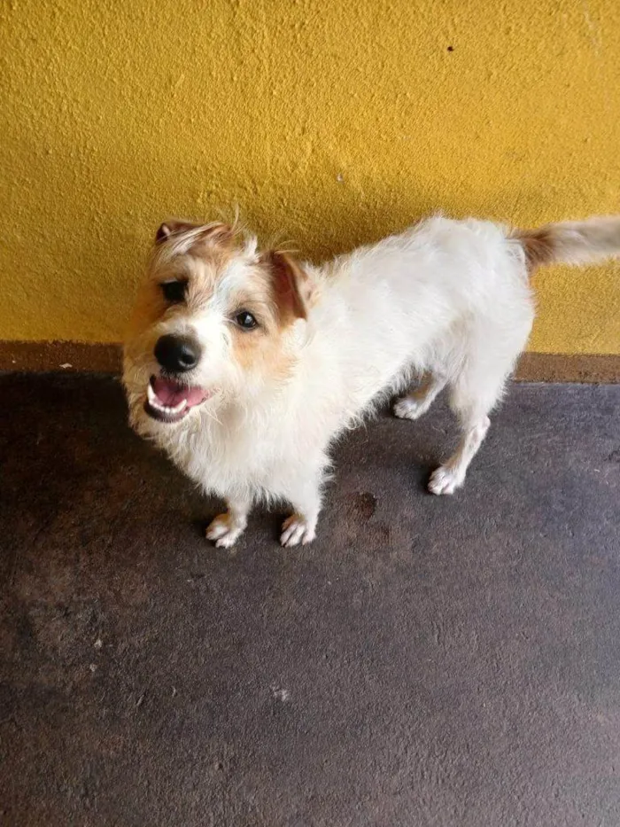 Cachorro ra a SRD-ViraLata idade 2 a 6 meses nome Falar com Denilson - Whats 11 99926-3950