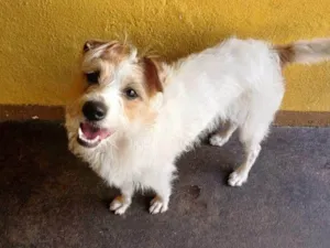 Cachorro raça SRD-ViraLata idade 2 a 6 meses nome Falar com Denilson - Whats 11 99926-3950